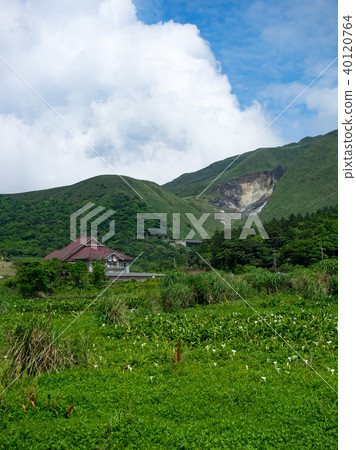 陽明山的海芋田 陽明山的海芋田 40120764