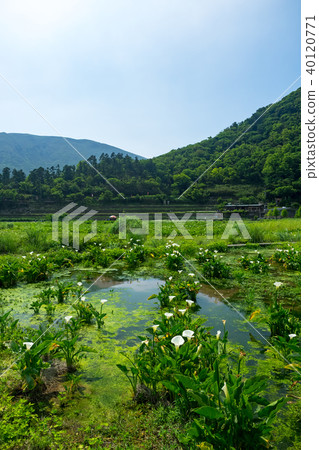 Haishutian in Yangmingshan Haishutian in Yangmingshan 40120771