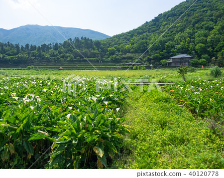 陽明山的海芋田 陽明山的海芋田 40120778