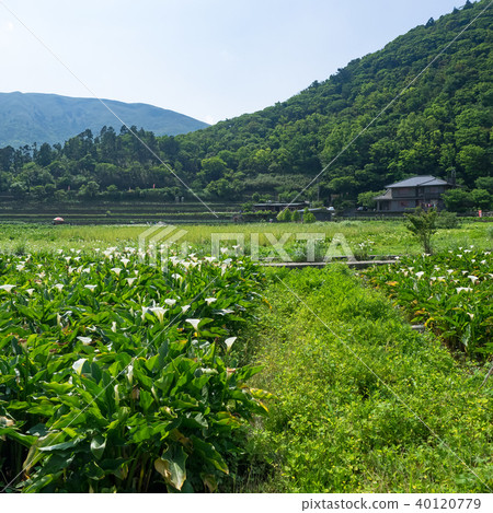 陽明山的海芋田 陽明山的海芋田 40120779