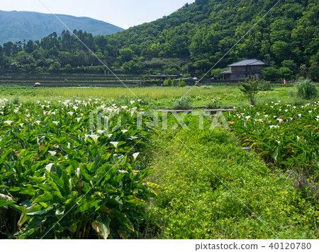 陽明山的海芋田 陽明山的海芋田 40120780