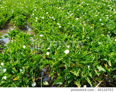 陽明山的海芋田 陽明山的海芋田 40120783