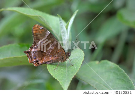Large squinting butterfly, blinking butterfly, white tailed butterfly (Zophoessa dura) Large squinting butterfly, blinking butterfly, white tailed butterfly (Zophoessa dura) 40120821
