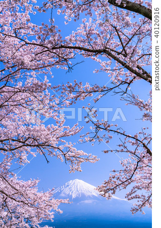 << Shizuoka Prefecture >> Mt. Fuji and cherry blossoms in full bloom << Shizuoka Prefecture >> Mt. Fuji and cherry blossoms in full bloom 40120916