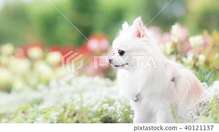 奇瓦瓦州和春天的花壇2 40121137