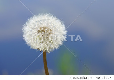 Dandelion 3 on the waterside 40121797