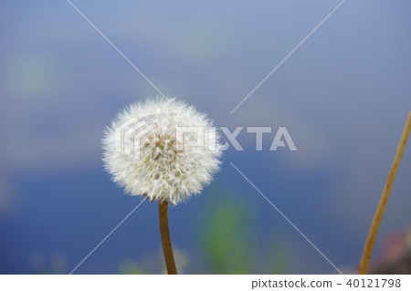 Dandelion 4 by the water 40121798
