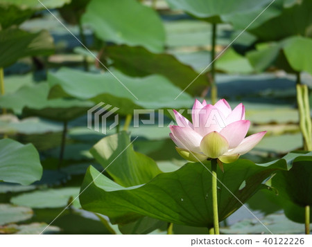 蓮花 蓮花 40122226
