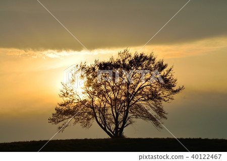 一棵櫻桃樹在夕陽中染色 40122467