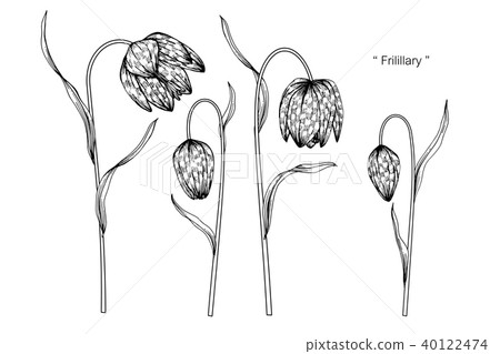 Fritillary flower drawing illustration. Fritillary flower drawing illustration. 40122474