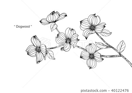 Dogwood flower drawing illustration. Dogwood flower drawing illustration. 40122476