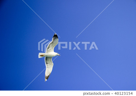 Seagull Gliding in sky Seagull Gliding in sky 40123154