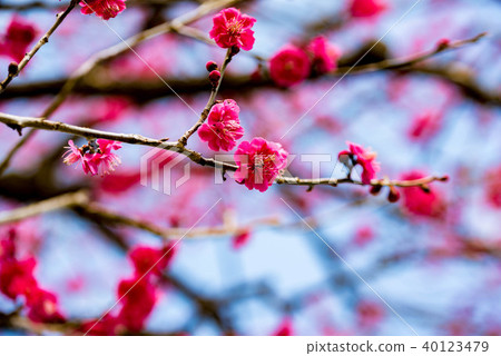 Vivid plum blossoms blooming on a branch flowing beside Vivid plum blossoms blooming on a branch flowing beside 40123479