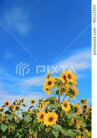 sunflower	 40123503