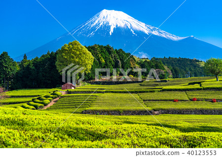 "Shizuoka Prefecture" A tea plantation of Mt. Fuji and Odaiba 40123553