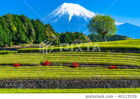 “靜岡縣”富士山和台場的茶園 40123559