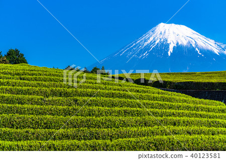 “靜岡縣”富士山和台場的茶園 40123581