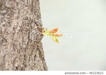 發芽 發芽 40123621