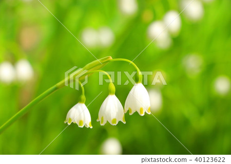 香草水仙花 香草水仙花 40123622