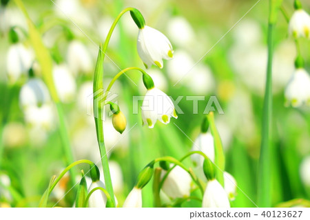 香草水仙花 香草水仙花 40123627
