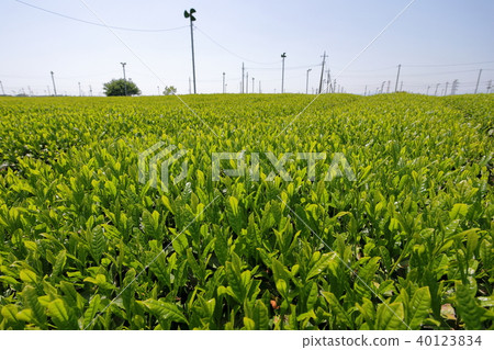 Sayama new tea 40123834