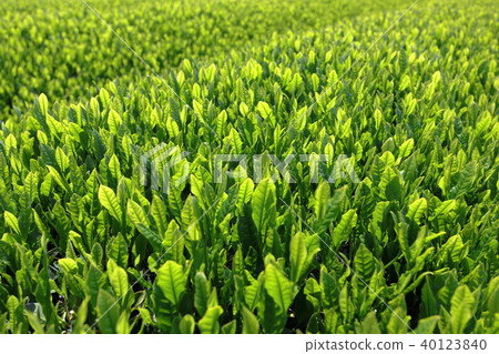 Sayama new tea 40123840