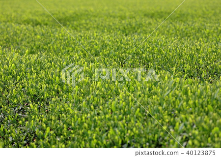 Sayama new tea 40123875