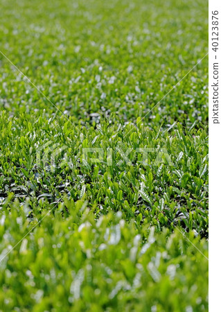 Sayama new tea 40123876