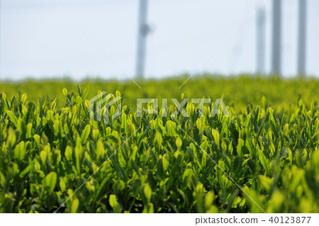 Sayama new tea 40123877