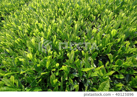 Sayama new tea 40123896