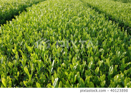 Sayama new tea 40123898