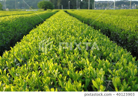 狹山新茶 狹山新茶 40123903