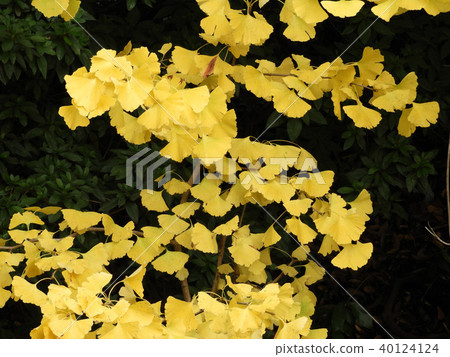 Gingko leaves 40124124