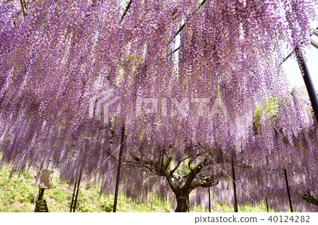 9 Jakuto of Hakusu-ji Temple 40124282