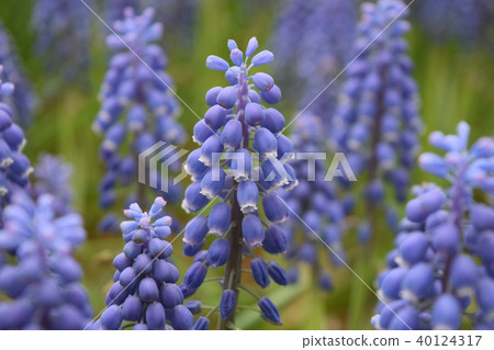 Muscari 40124317