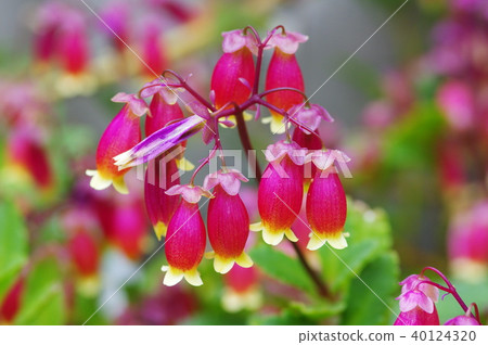 Karancoe Wendy Karancoe Wendy 40124320