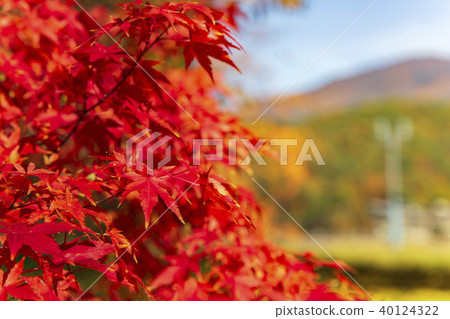 Maple autumn leaves autumn autumn image background material Maple autumn leaves autumn autumn image background material 40124322