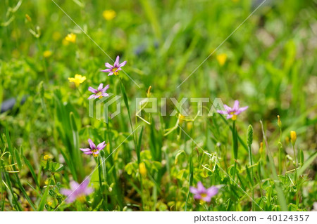 春天的野花（Niwaze 3） 40124357