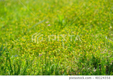 春天野花(Komatsutsu 2) 春天野花(Komatsutsu 2) 40124358