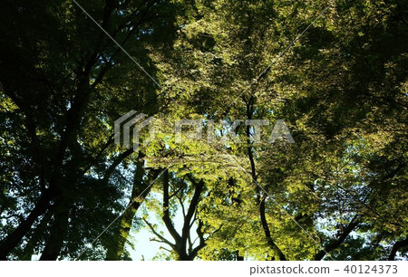 Backlit trees 40124373