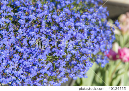 Lurimizokaxi(Loberia) Lurimizokaxi(Loberia) 40124535