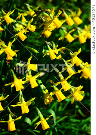 黃水仙花 黃水仙花 40124572