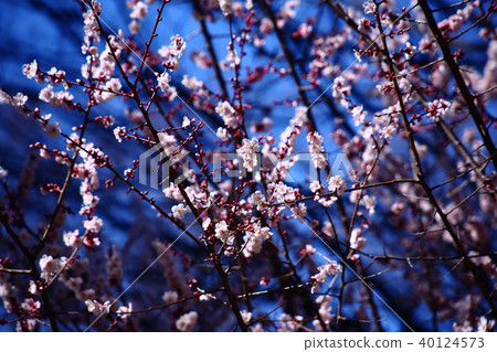 淺粉紅色的李子開始綻放 40124573