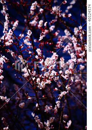 淺粉紅色的李子開始綻放 淺粉紅色的李子開始綻放 40124574