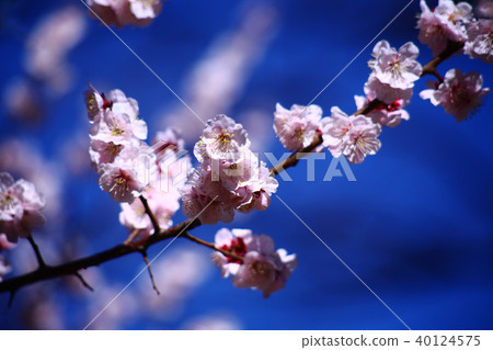 淺粉紅色的梅花盛開 40124575