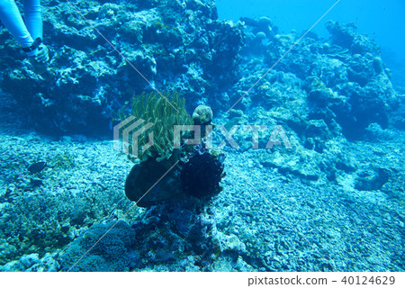 Fish on underwater coral reef 40124629