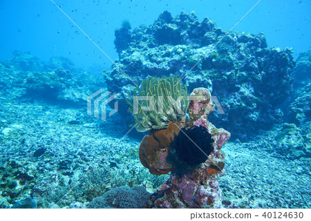 Fish on underwater coral reef 40124630