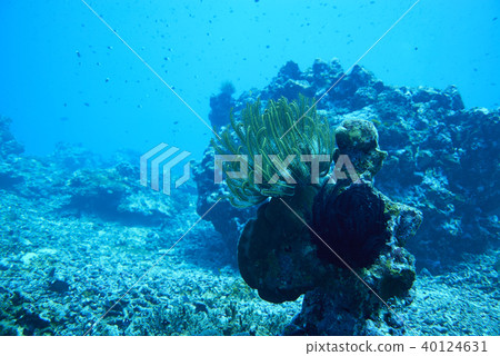 Fish on underwater coral reef 40124631