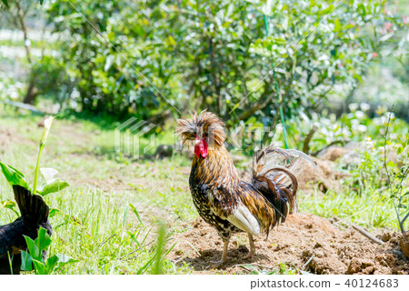 山之後侯野雞野雞動物 40124683