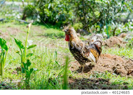 Yamanogai Hou Wild Chicken wild chicken animal 40124685